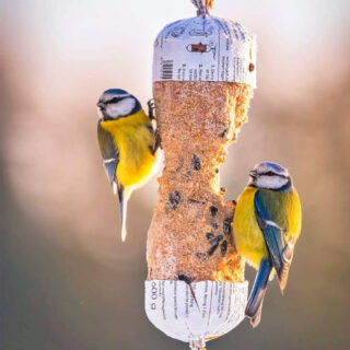 vogeltje eet van vetstaaf die in een boom hangt